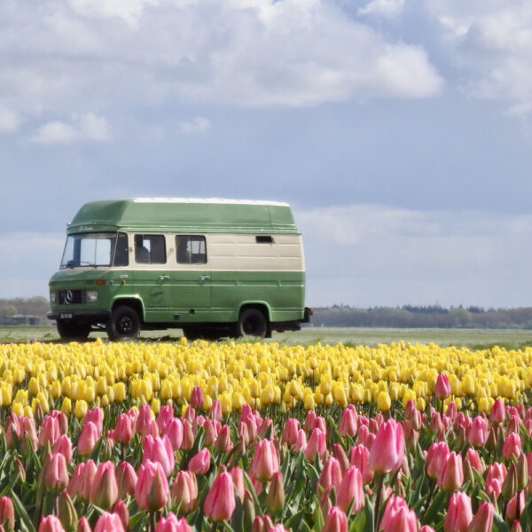 Mercedes camperbus in een bollenveld