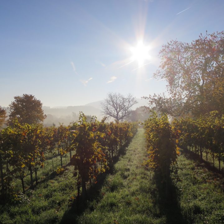 De wijngaard in de herfst, bij zonsopgang