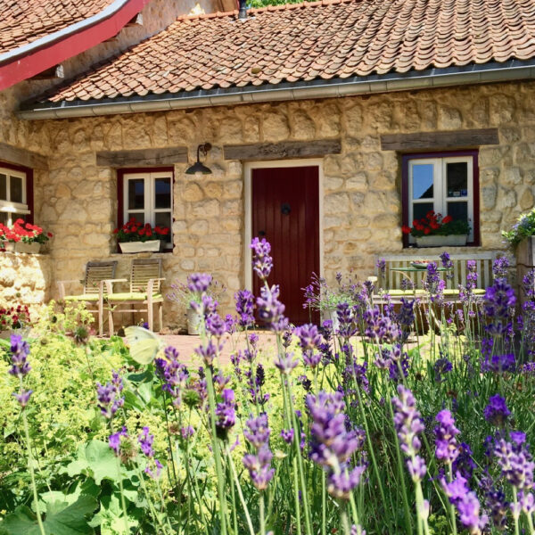 Lavendel in voortuin van Limburgs vakantiehuis