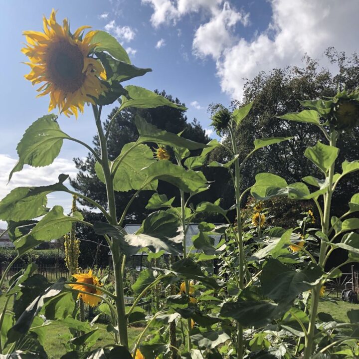 Zonnebloemen