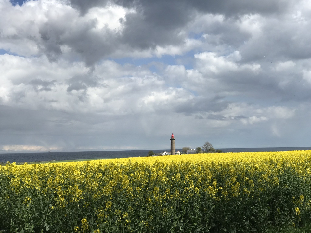Vuurtoren tussen de koolzaadvelden