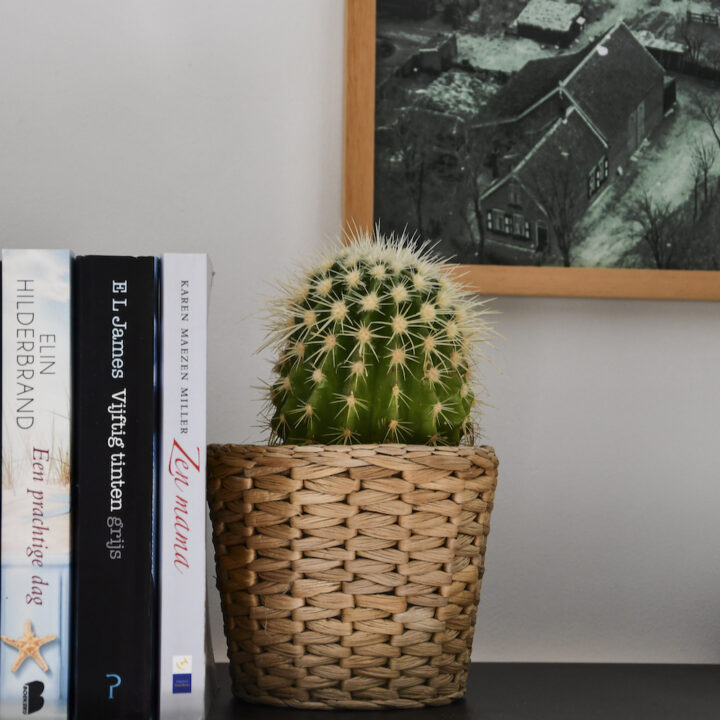 Plantje op de plank met boeken in de B&B