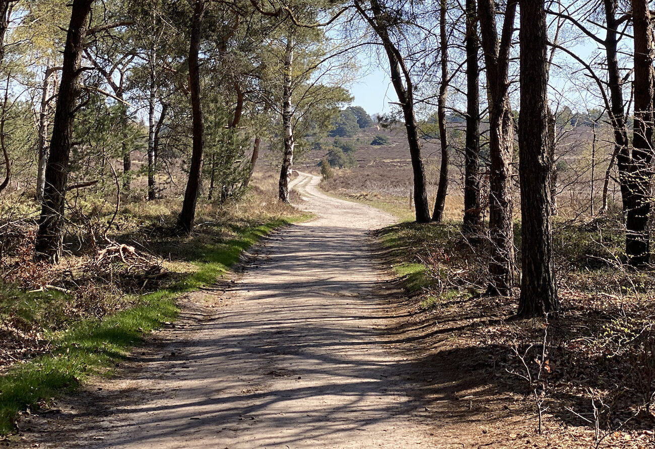 Bossen en duinen in de Sallandse Heuvelrug