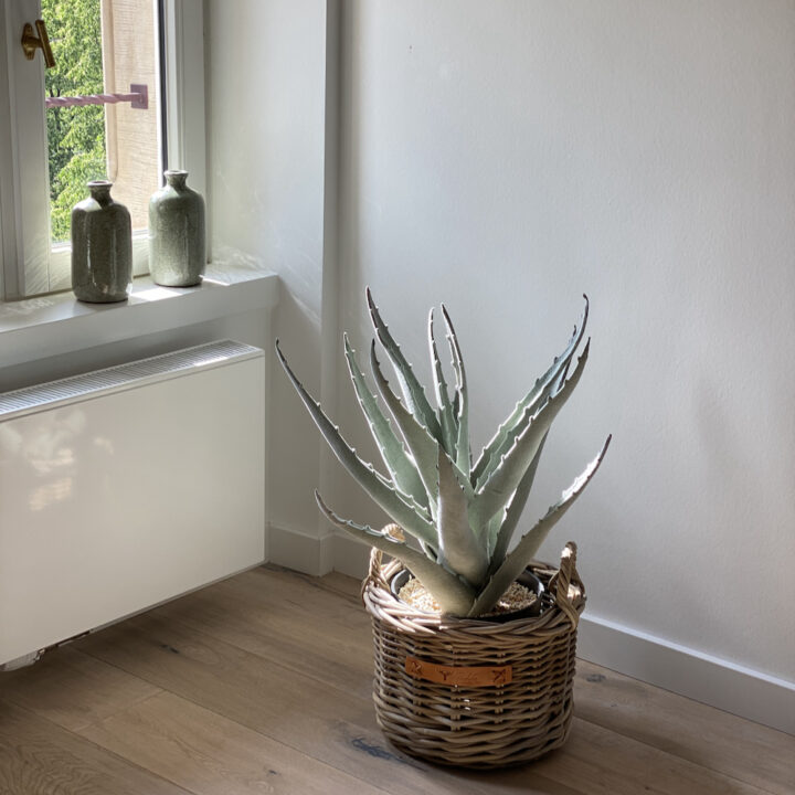 Cactus in een mand op de B&B kamer