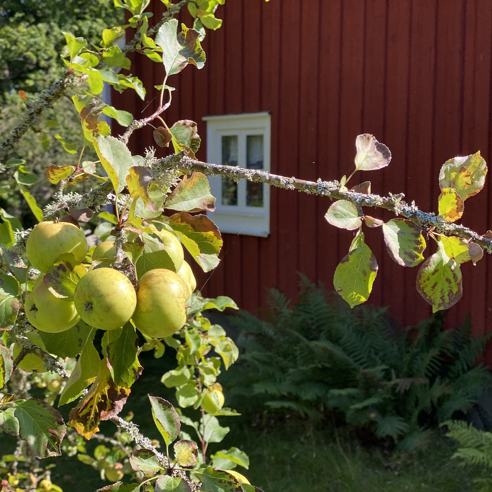 Takje met appels voor een typisch rood Zweeds huisje