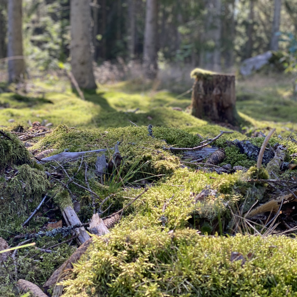 Wandelen door Asnens en omgeving in Smaland