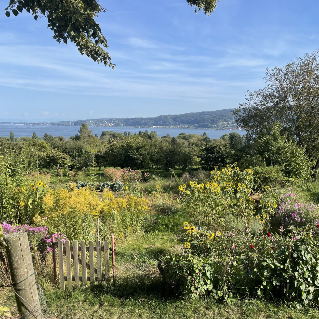 De prachtige natuur van de Bodensee