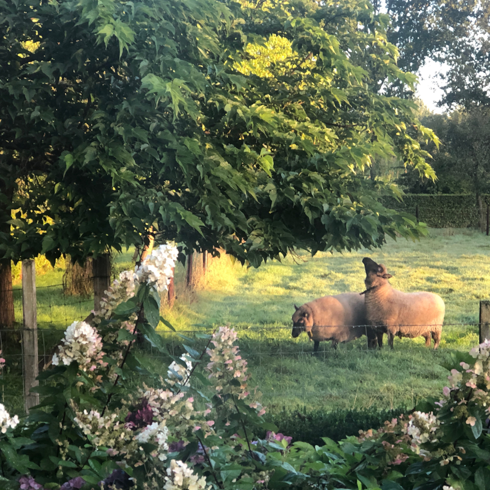 Schapen in de wei vlakbij een vakantiehuis in Erpe