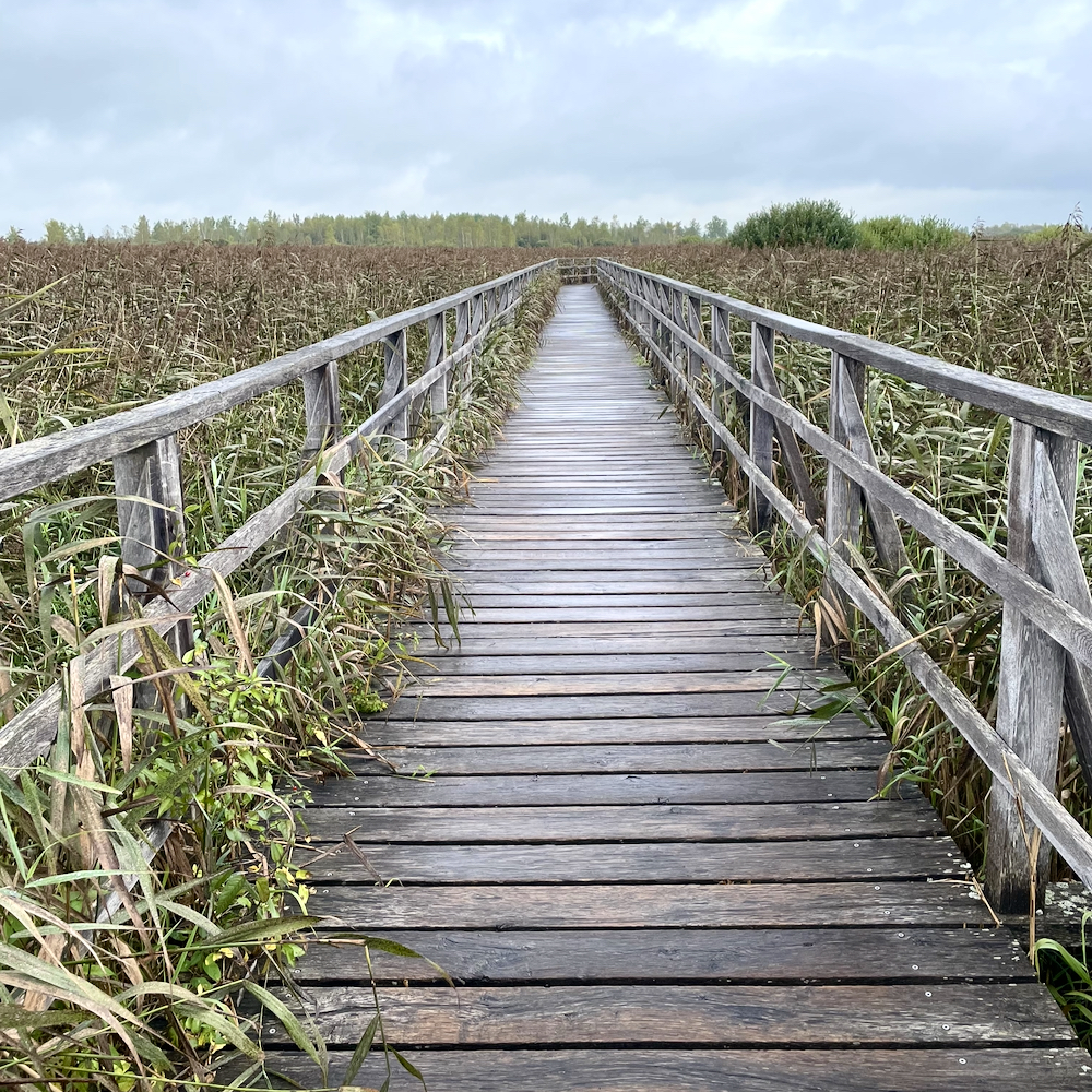 Wandelen over een vlonderpad in het riet