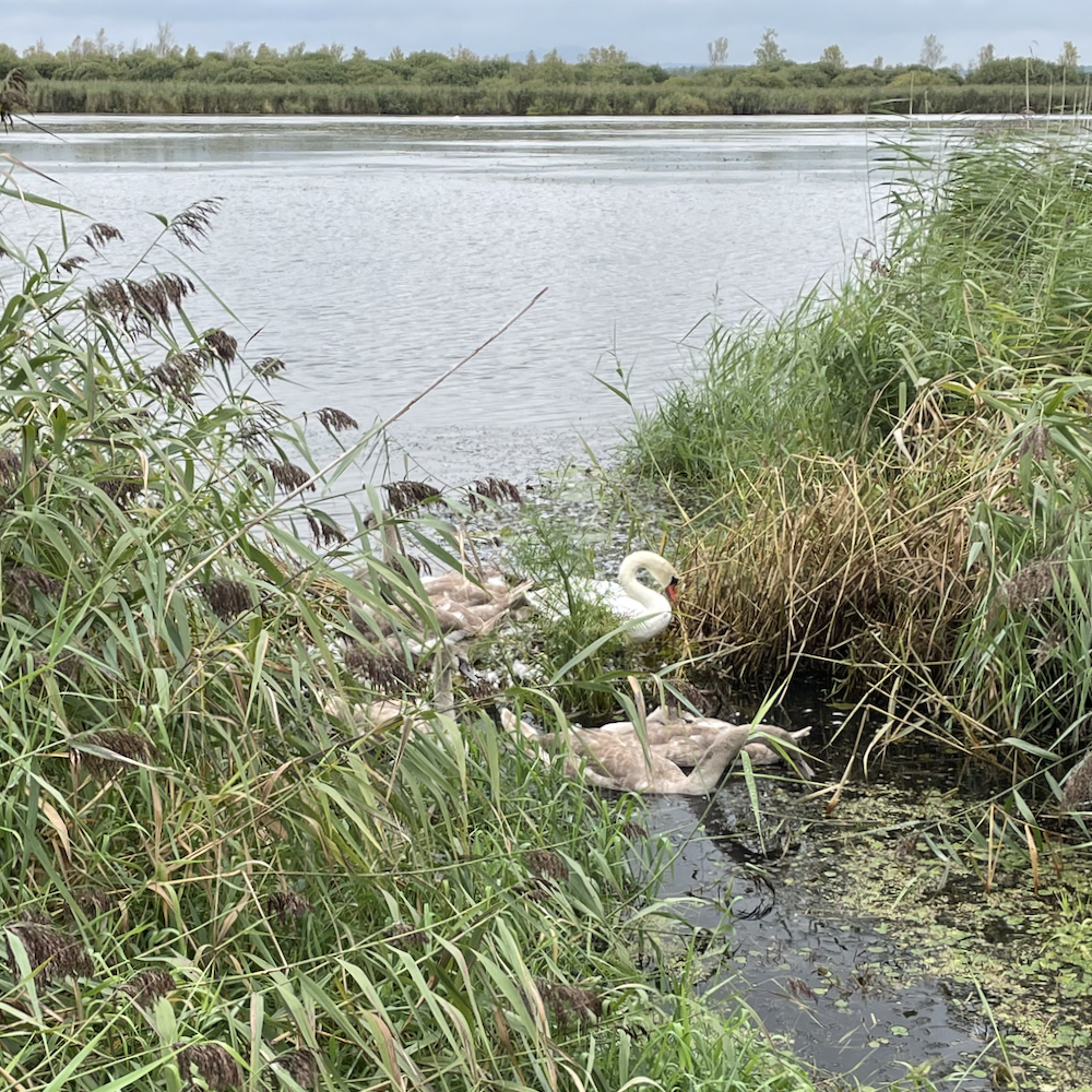 Jonge zwanen op het water