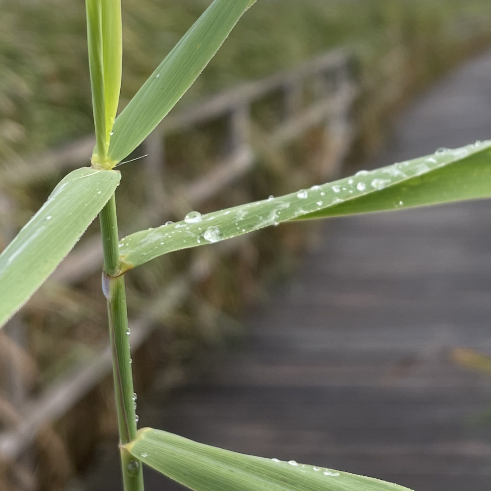 Close up van waterdruppels