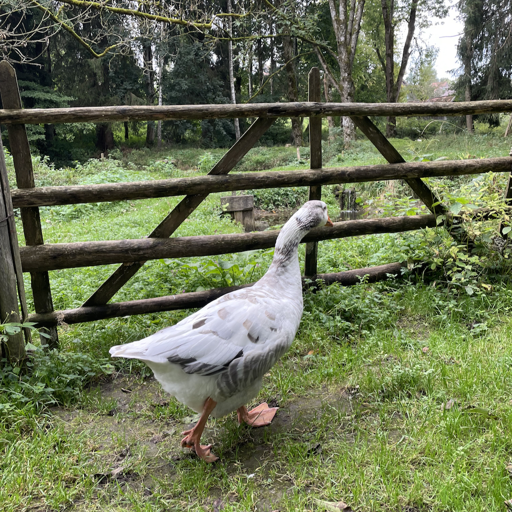 Witte gans in het gras