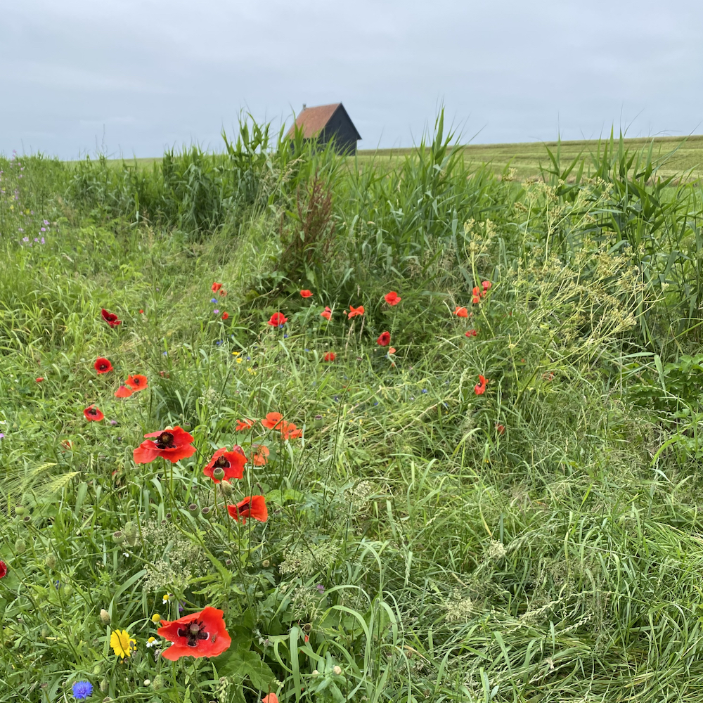 Picknicken in Noord-Holland