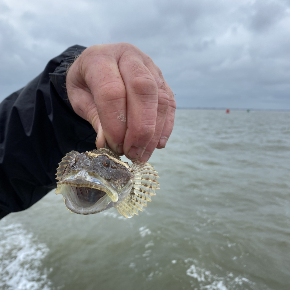 Vissen in de Waddenzee van Nederland