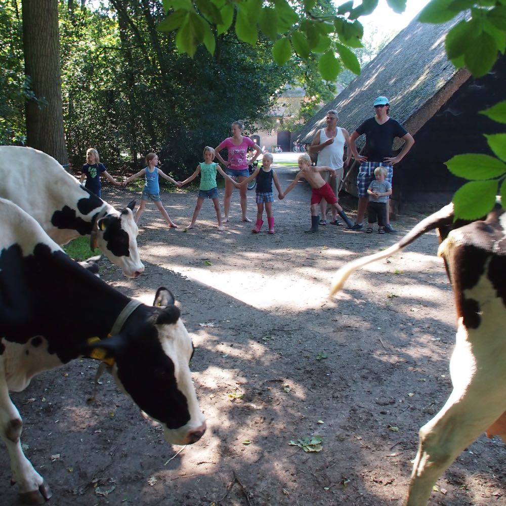 Helpen op de boerderij, de koeien moeten naar de stal