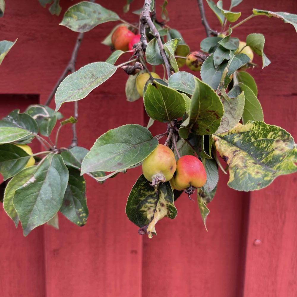 Appels aan de boom in Dalarna